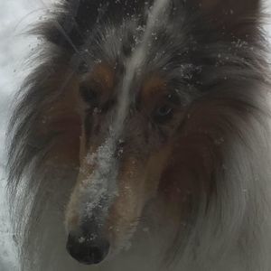 Meet your Posher, Sharon